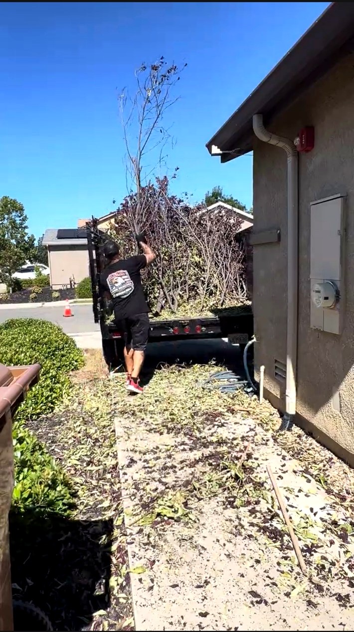 AMR Junk Removal crew member loading hedge trimmings and brush from a narrow side yard into a dump truck